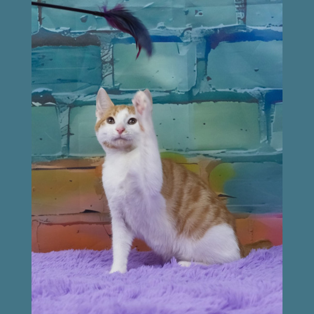 Photo of Fred Weasley