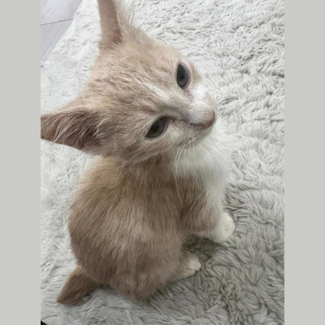 Photo of Stumpy