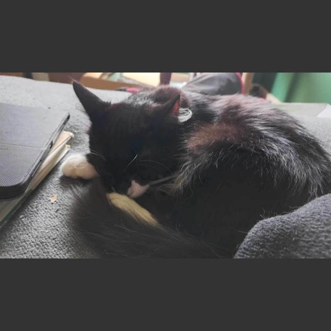 Photo of The Veggie Kittens