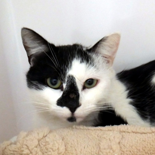 Photo of Nigel Rsta013958