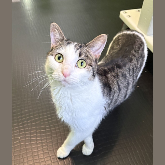 Photo of Millie (Bonded With Jed)