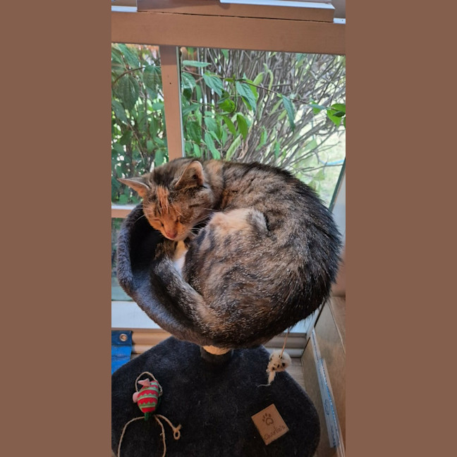 Photo of Marmalade