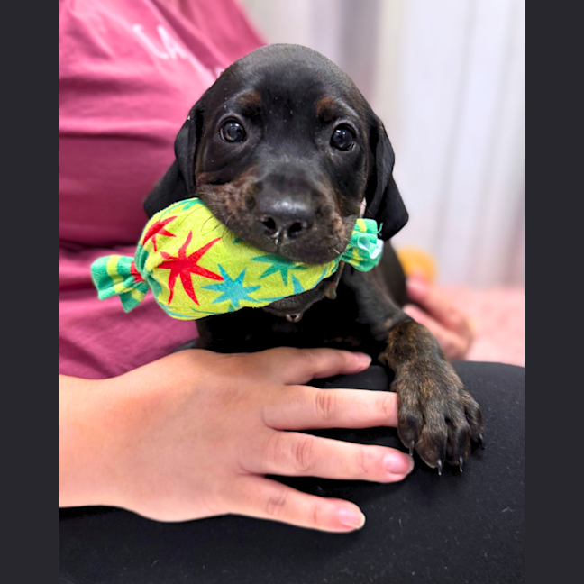 Photo of Lola (Was Maisie)