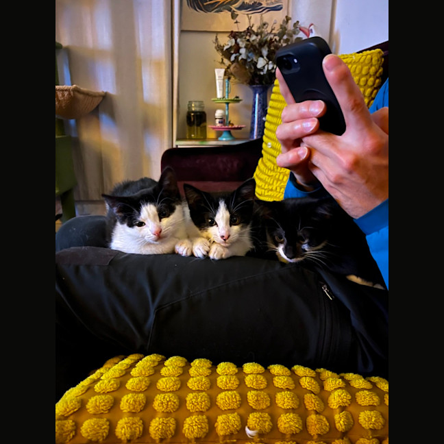 Photo of Laszlo   In Foster Care In Brunswick West