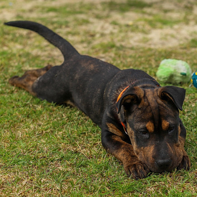 Photo of Bennie