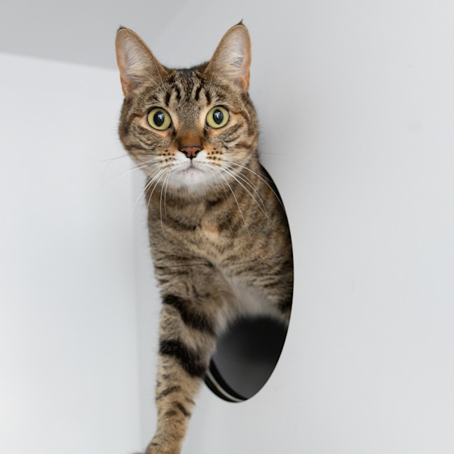 Photo of Nala