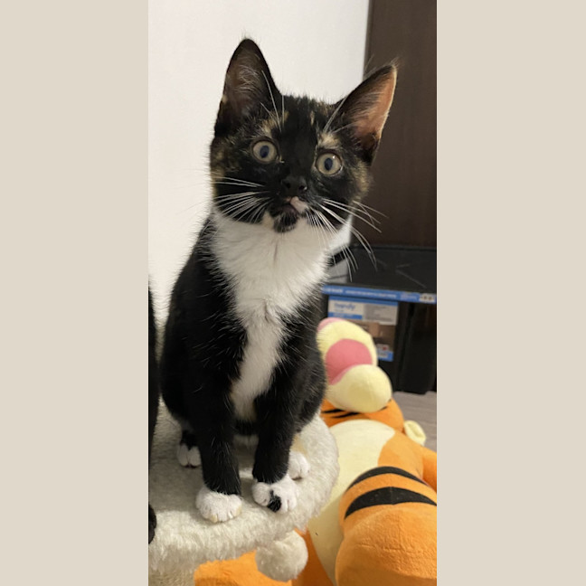 Photo of Tux