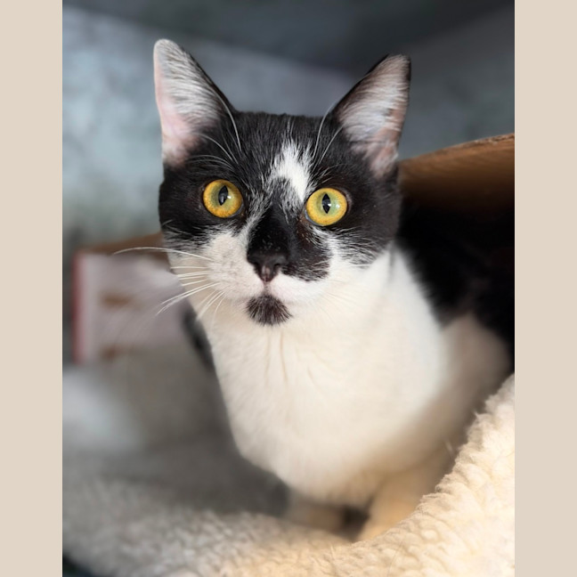 Photo of Bunny