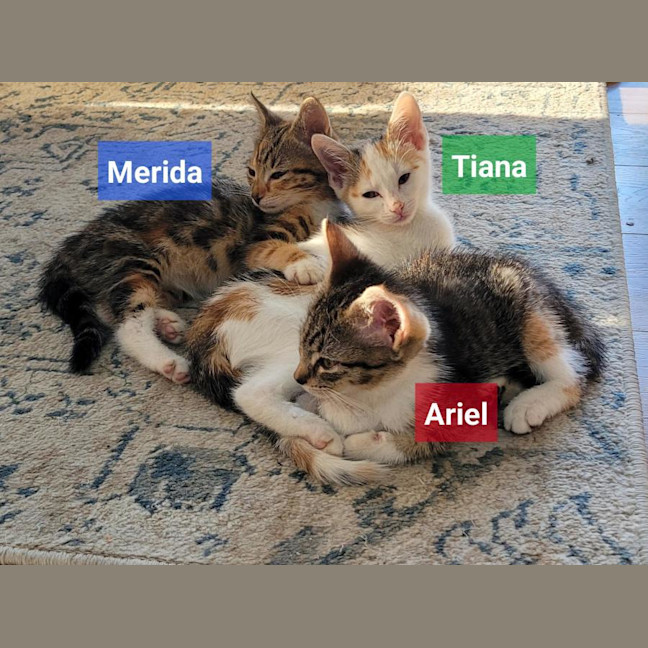 Photo of Ariel