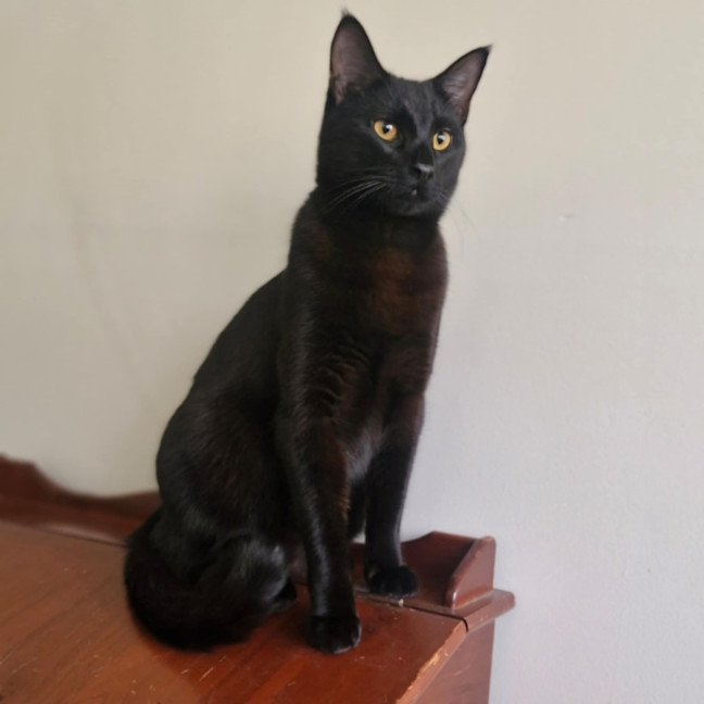Photo of Lestat   Located In Preston