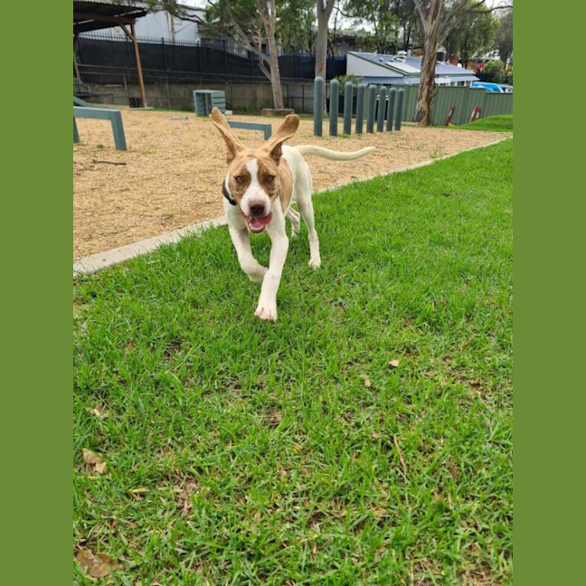 Photo of Rover