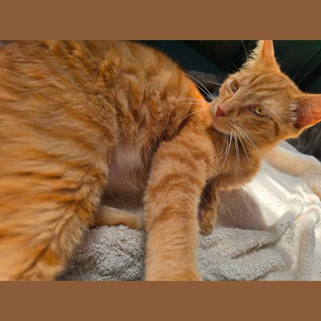 Photo of Dorito