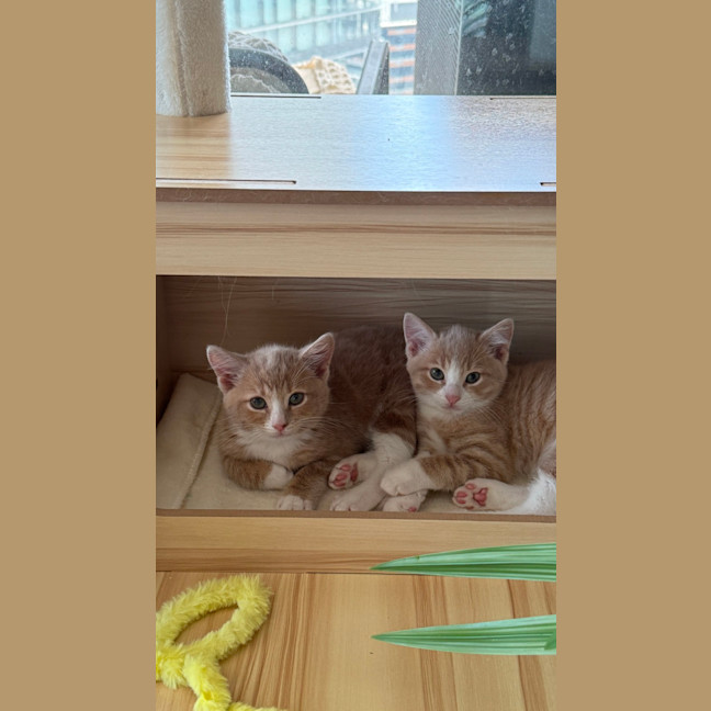 Photo of Maui & Wowie