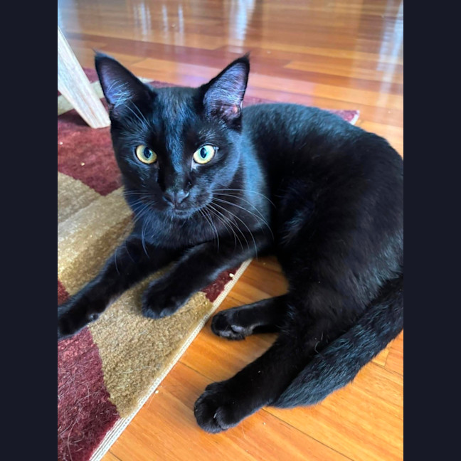Photo of Blaze 