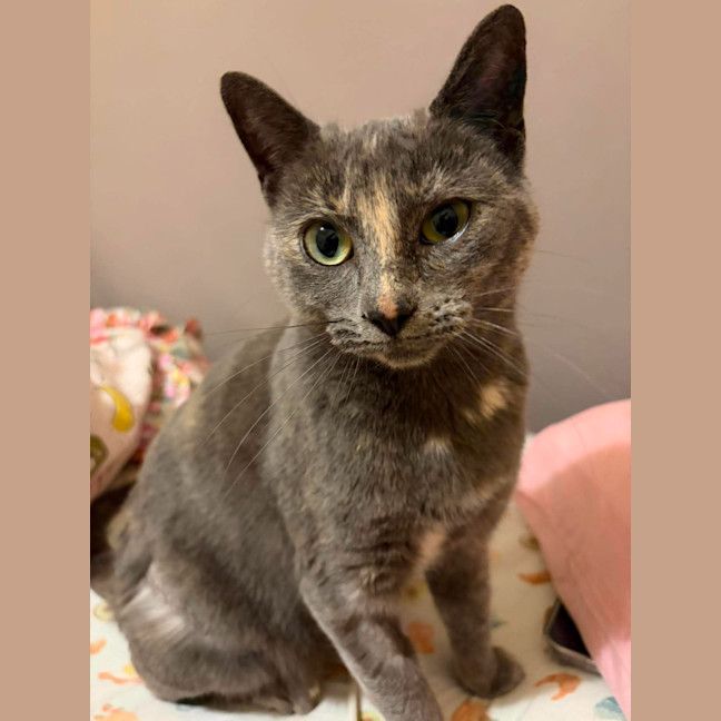 Photo of Luna
