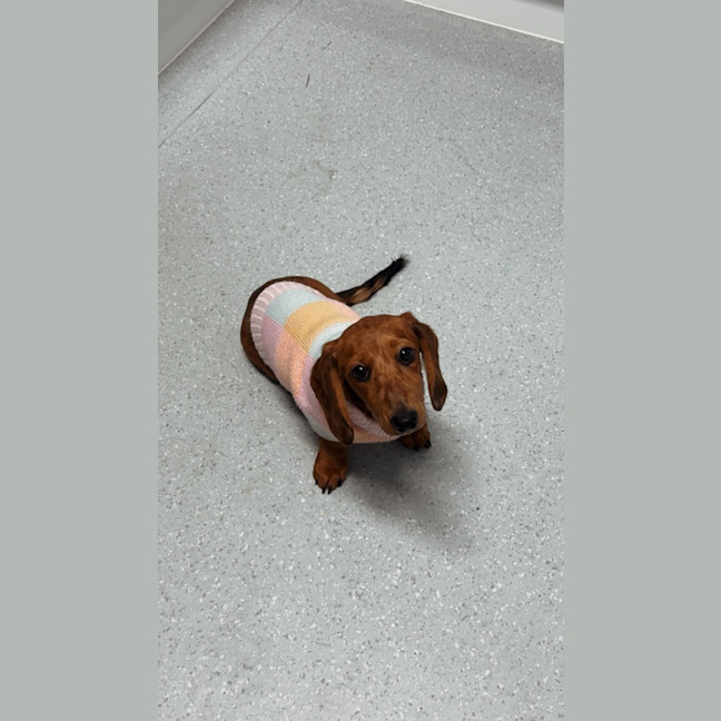 Photo of Poppy Puppy