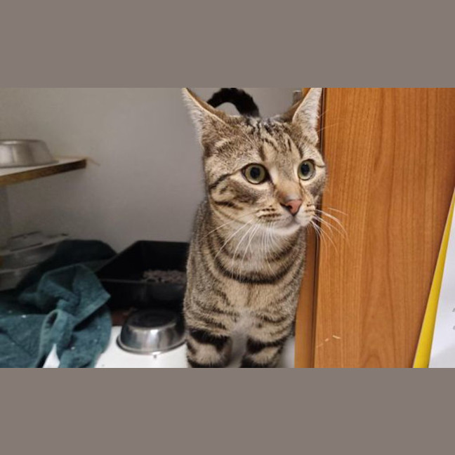 Photo of Juno
