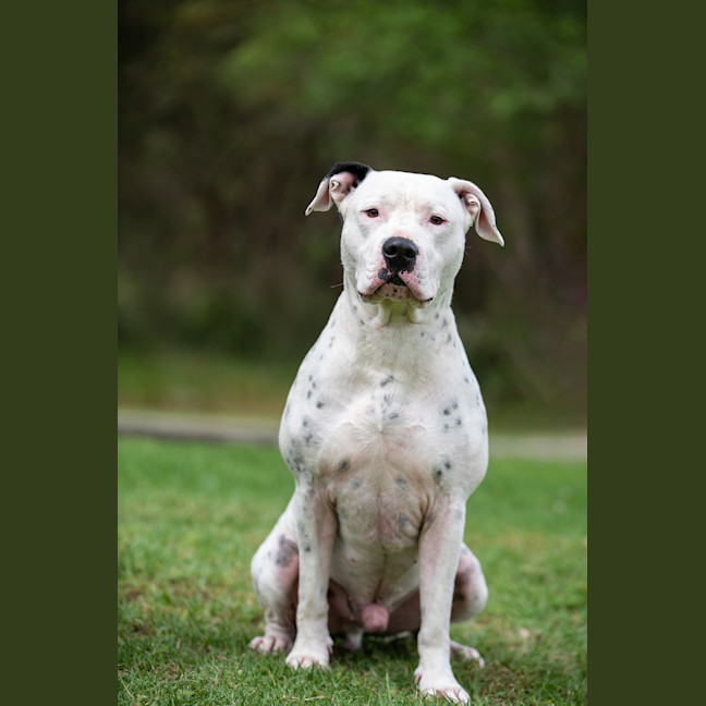 Photo of Houdini