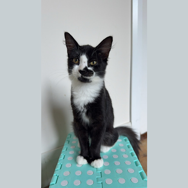 Photo of Freya