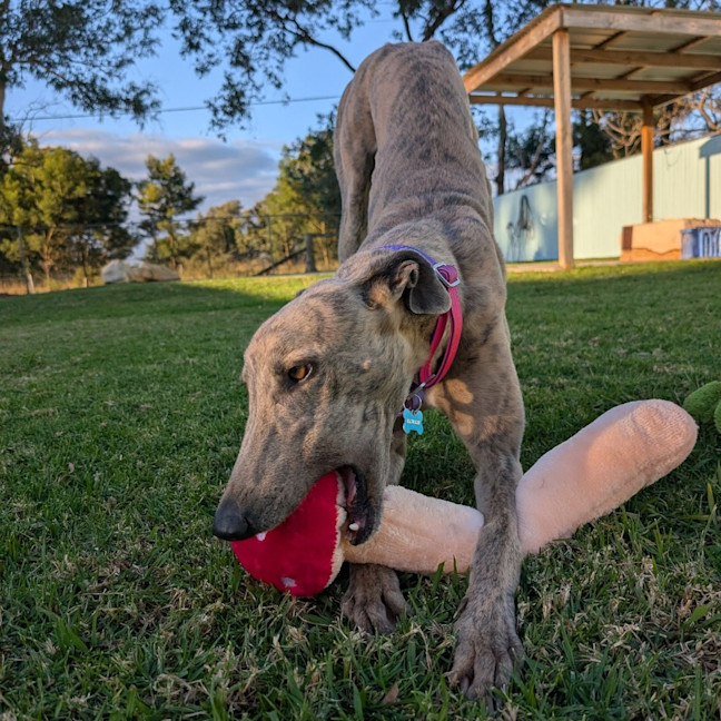 Photo of Marsupalami