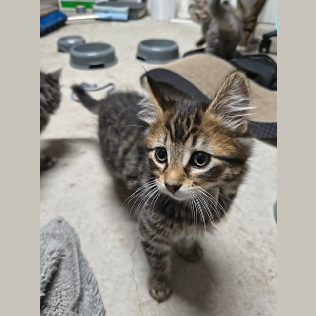 Photo of Riddle Clowder