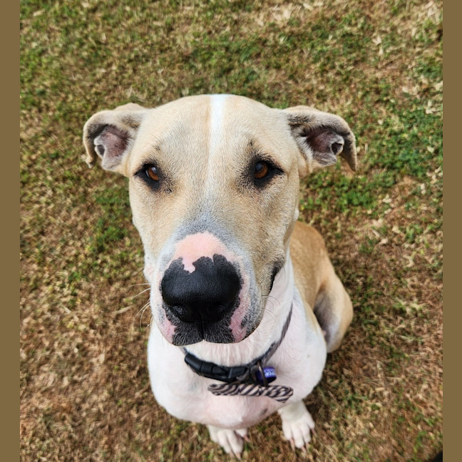 Photo of Bella (Shela)