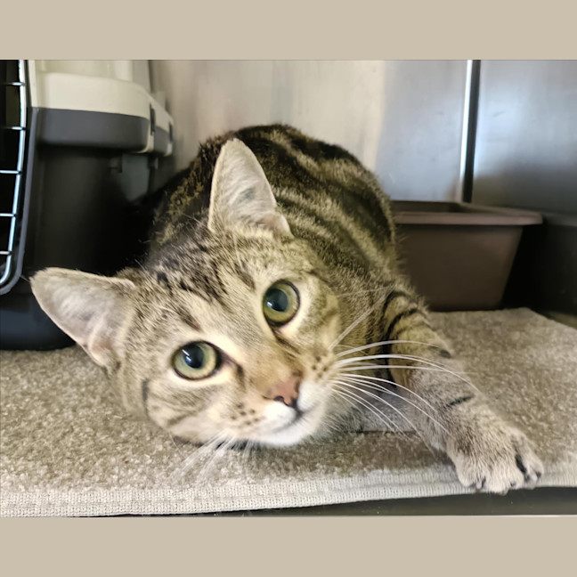 Photo of Little Dude