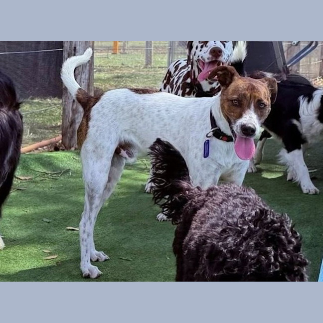 Photo of Milo   16 Month Old Jack Russell X Kelpie