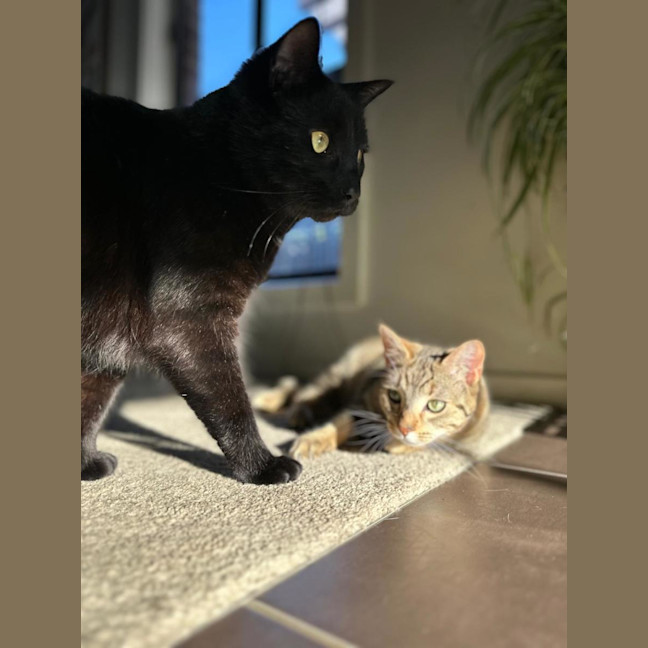 Photo of Oni (Brindle) And Nookie (Black)