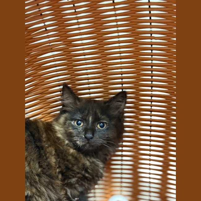 Photo of Prosecco