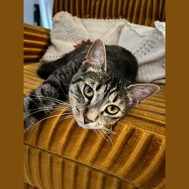 Photo of Peggy Sue *9 Lives Project Rescue*