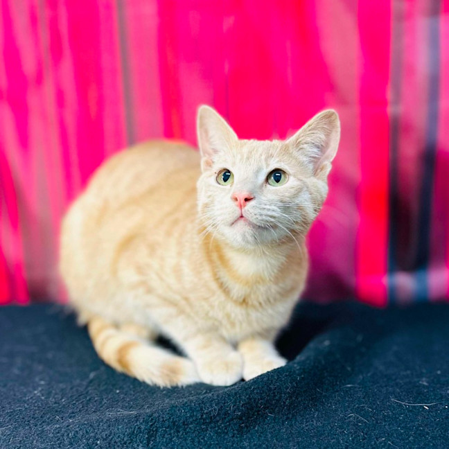 Photo of Jack (Located In Preston) 