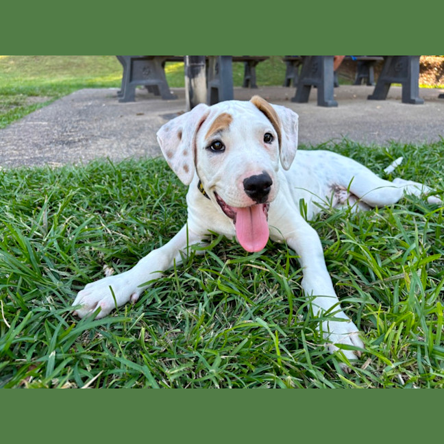 Photo of Yoshi 