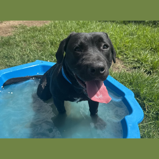 Photo of Hiccup Imp 2853