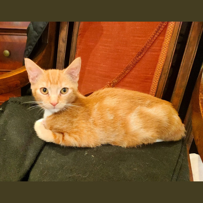 Photo of Peanut