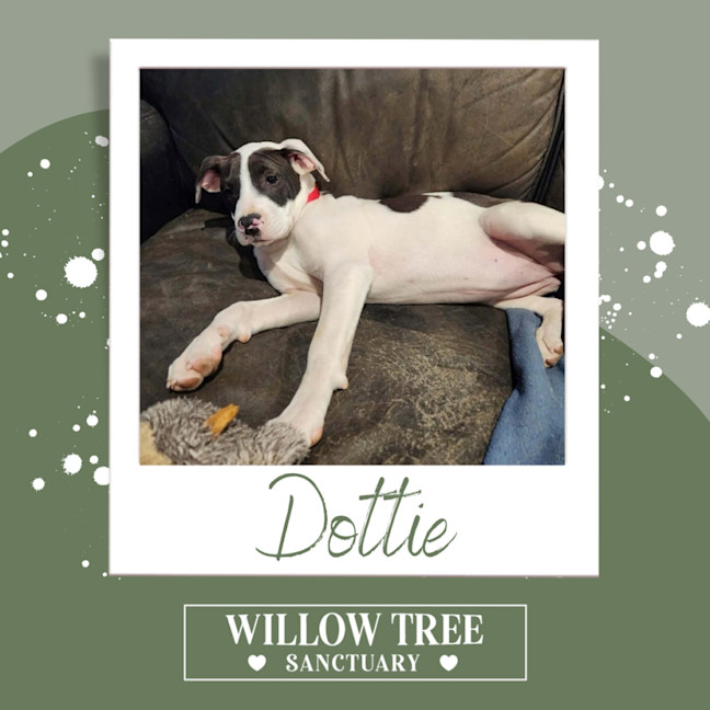 Photo of Dottie