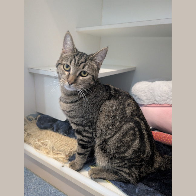 Photo of Cleo Cat Ra