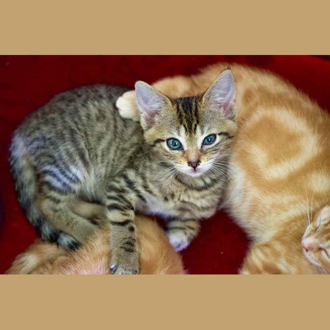 Photo of 💚 Emerald 💚