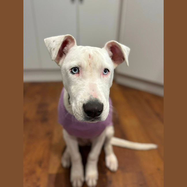 Photo of Powder