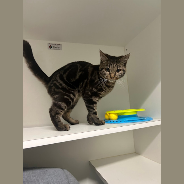 Photo of Mischief