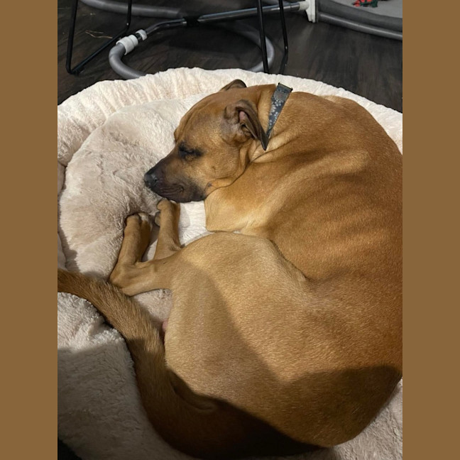 Photo of Apollo