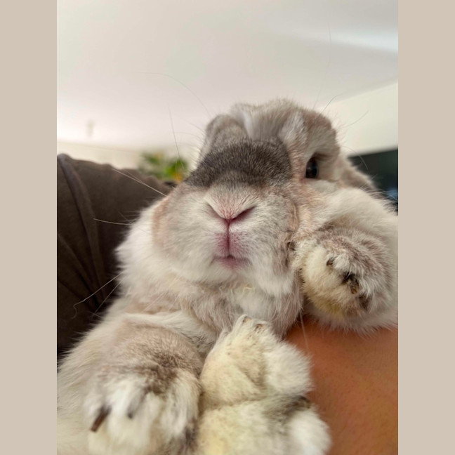 Photo of Gorgeous Milo