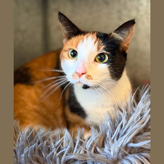Photo of Luna