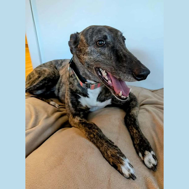 Photo of Tomi, The Greyhound