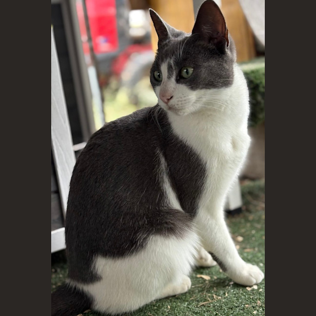 Photo of Willow
