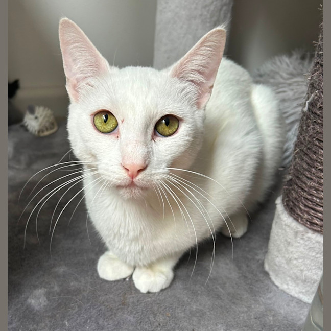Photo of Casper 