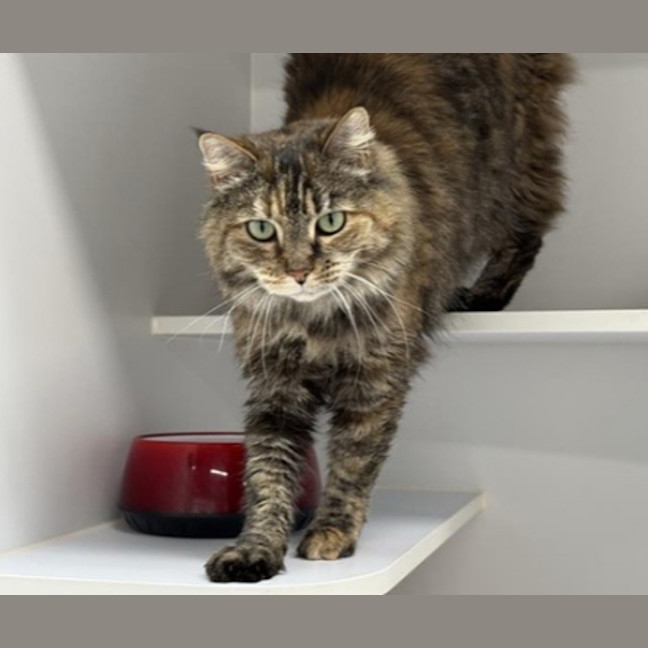 Photo of Nala