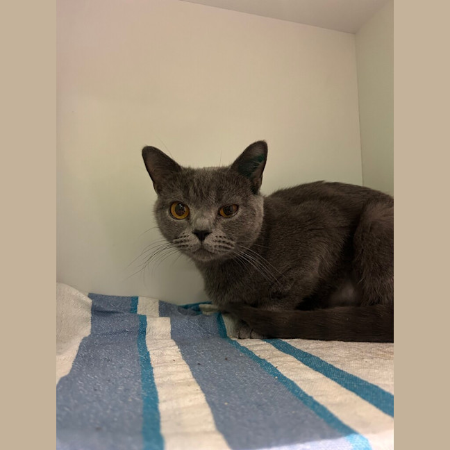 Photo of Luna