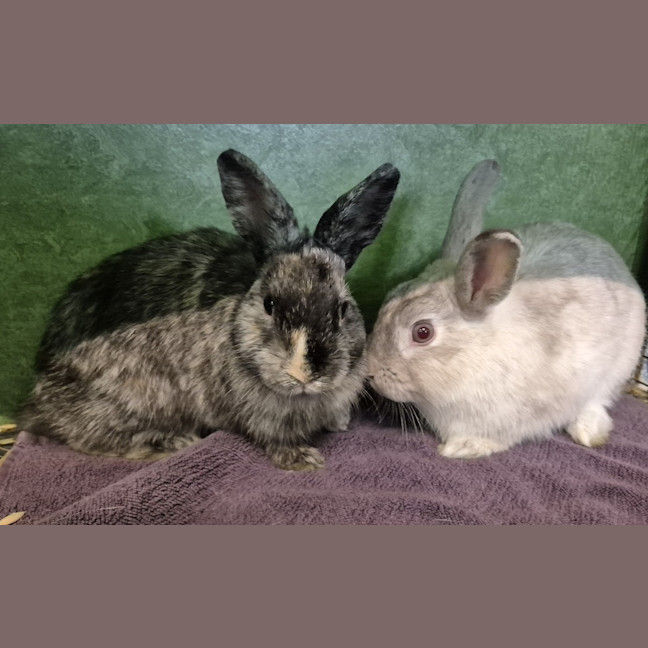 Photo of Skittle (Bonded With Twizzler)