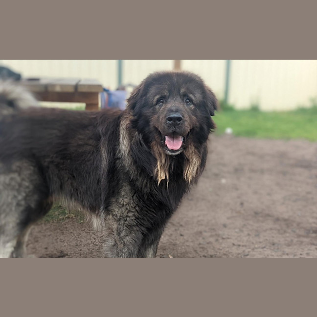 Photo of Hunter